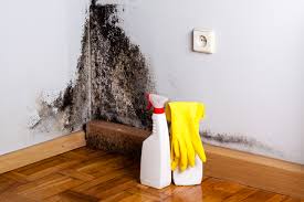 Best Mold Odor Removal Services  in Jackson Center, OH